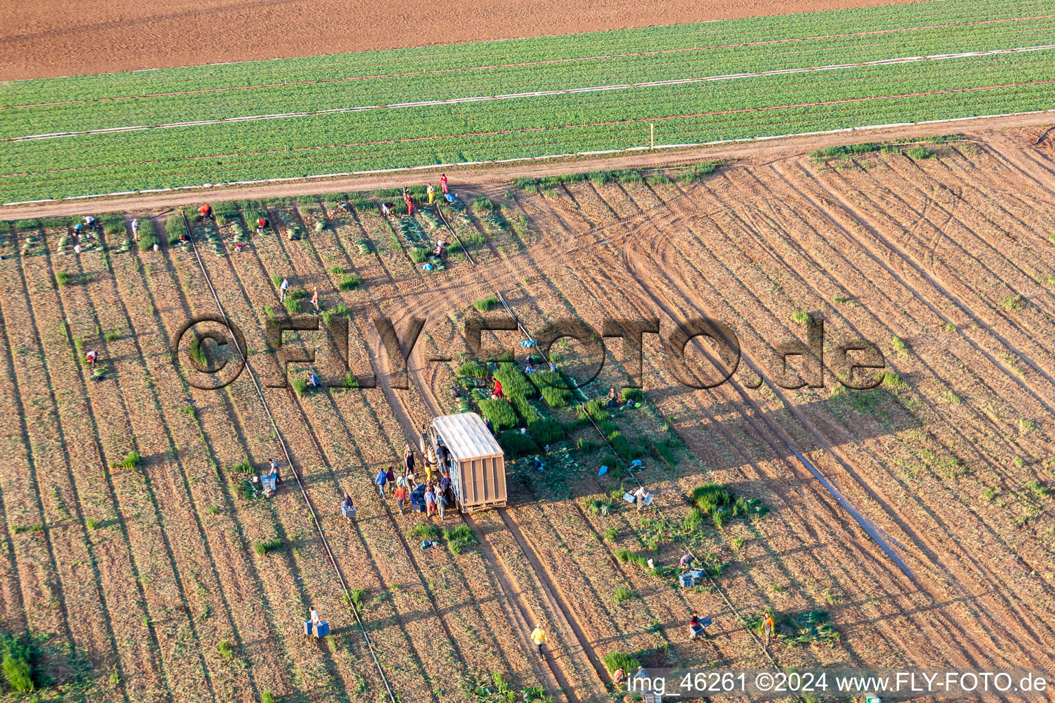 Arbeitseinsatz zur Salaternte mit Erntehelfern auf landwirtschaftlichen Feld- Reihen in Essingen im Bundesland Rheinland-Pfalz, Deutschland
