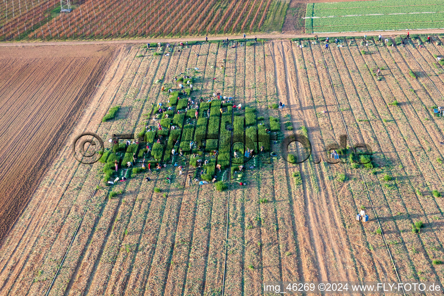 Luftbild von Arbeitseinsatz zur Salaternte mit Erntehelfern auf landwirtschaftlichen Feld- Reihen in Essingen im Bundesland Rheinland-Pfalz, Deutschland