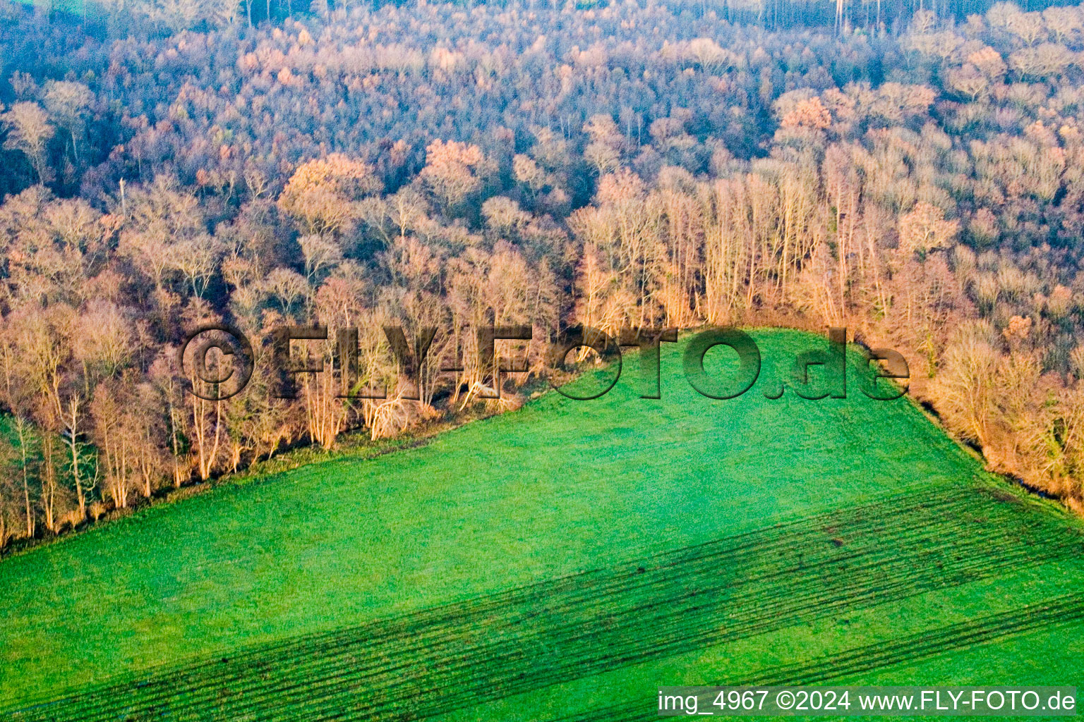 Kandel Bienwald im Bundesland Rheinland-Pfalz, Deutschland