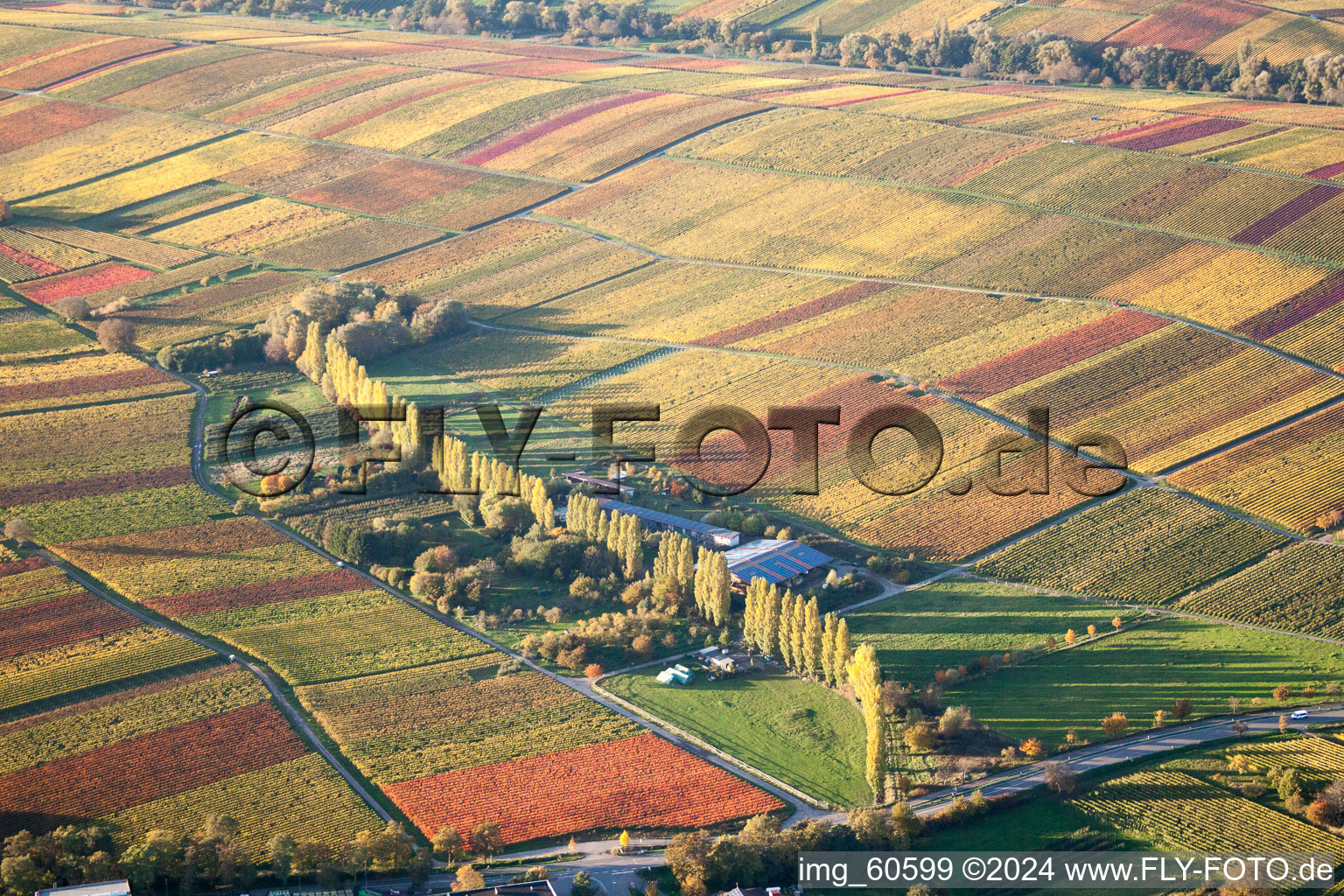 Herbstliche Baumreihe im Tal der Aalmühle zwischen Weinbergen in Ilbesheim bei Landau in der Pfalz im Bundesland Rheinland-Pfalz, Deutschland