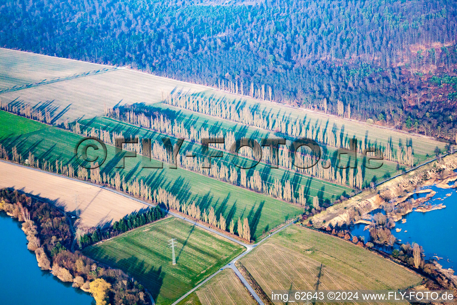 Pappelreihen zwischen Feldern in Durmersheim im Bundesland Baden-Württemberg, Deutschland