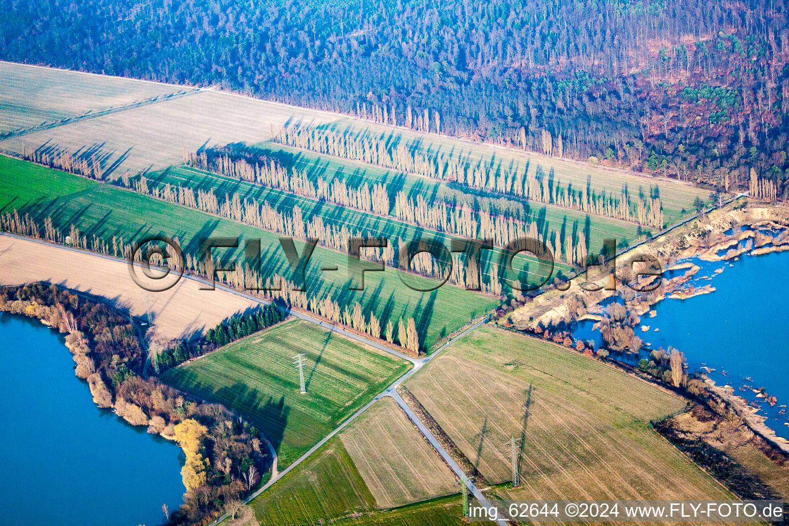 Luftbild von Pappelreihen zwischen Feldern in Durmersheim im Bundesland Baden-Württemberg, Deutschland