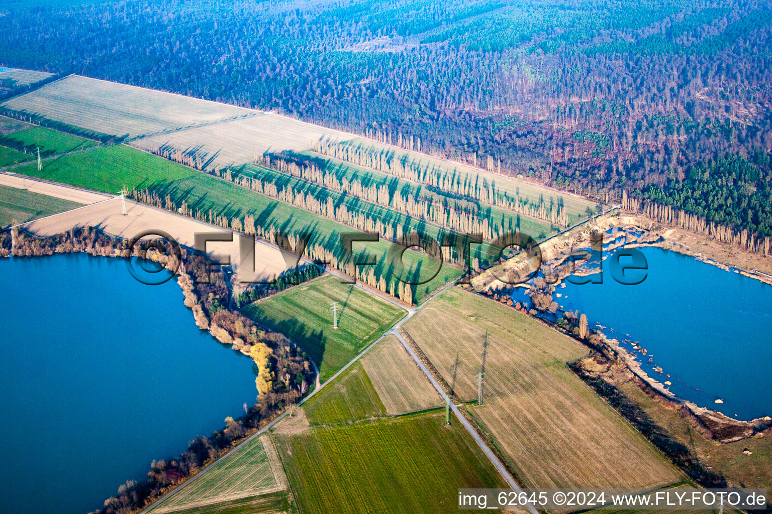 Luftaufnahme von Pappelreihen zwischen Feldern in Durmersheim im Bundesland Baden-Württemberg, Deutschland