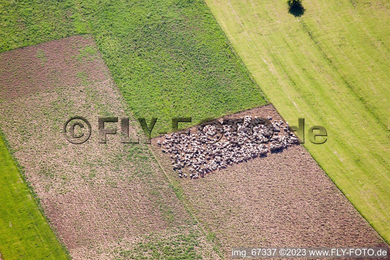 Schafpferch auf Feldern in Feldstetten im Bundesland Baden-Württemberg, Deutschland