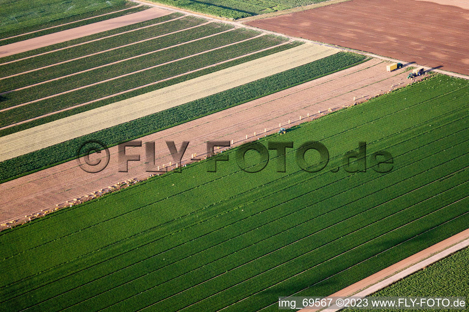 Luftbild von Gemüseernte in der Pfalz im Ortsteil Dannstadt in Dannstadt-Schauernheim im Bundesland Rheinland-Pfalz, Deutschland