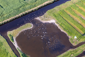 Seevögel am Ordinger Sielzug im Ortsteil Brösum in Sankt Peter-Ording im Bundesland Schleswig-Holstein, Deutschland