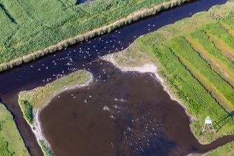 Seevögel am Ordinger Sielzug in einer Teichlandschaft in Sankt Peter-Ording im Ortsteil Brösum im Bundesland Schleswig-Holstein, Deutschland