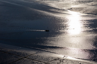 Eider in Karolinenkoog im Bundesland Schleswig-Holstein, Deutschland