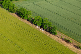Kühe im Schatten im Ortsteil Mühlberg in Drei Gleichen im Bundesland Thüringen, Deutschland