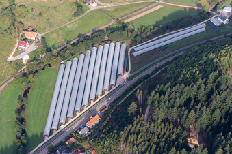 Folientunnel im Renchtal in Oppenau im Bundesland Baden-Württemberg, Deutschland