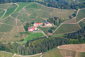 Weinberge am Winzerhof in Durbach im Ortsteil Heimbach im Bundesland Baden-Württemberg, Deutschland