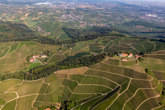 Weinberge am Winzerhof und Burganlage des Schloss Staufenberg in Durbach im Ortsteil Heimbach im Bundesland Baden-Württemberg, Deutschland