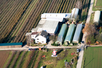 Kandel, Obsthof Zapf im Bundesland Rheinland-Pfalz, Deutschland