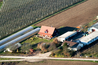 Zapf in Kandel im Bundesland Rheinland-Pfalz, Deutschland
