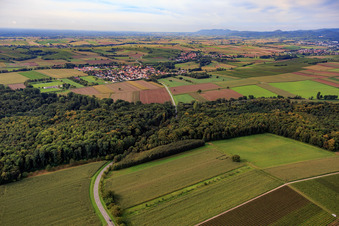 Verlauf der L544 durch den Wald bei Barbelroth im Ortsteil Ingenheim in Billigheim-Ingenheim im Bundesland Rheinland-Pfalz, Deutschland