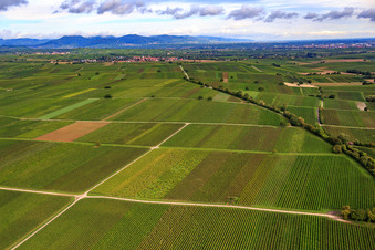 Weinberge Richtung Mörzheim im Ortsteil Appenhofen in Billigheim-Ingenheim im Bundesland Rheinland-Pfalz, Deutschland