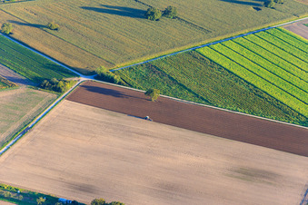 Pflügender Traktor in Rülzheim im Bundesland Rheinland-Pfalz, Deutschland