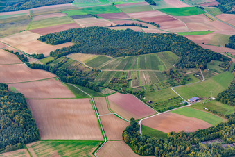 Weinberg im Ortsteil Dertingen in Wertheim im Bundesland Baden-Württemberg, Deutschland
