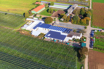 Zapf Hofmarkt, Obst und Spargelhof, Hofcafé Zapf in Kandel im Bundesland Rheinland-Pfalz, Deutschland aus der Luft