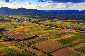 Oberer Kalmitweg durch die herbstlichen Weinberge in Ilbesheim bei Landau im Bundesland Rheinland-Pfalz, Deutschland
