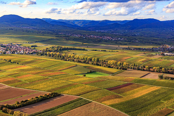 Luftbild von Oberer Kalmitweg durch die herbstlichen Weinberge in Ilbesheim bei Landau im Bundesland Rheinland-Pfalz, Deutschland