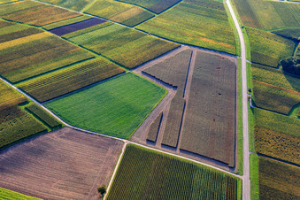 Polygonales Muster von teilgeernteten Feldern und Weinbergen im Herbst- im Ortsteil Ingenheim in Billigheim-Ingenheim im Bundesland Rheinland-Pfalz, Deutschland