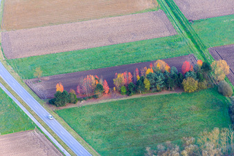 Herbstlich bunt gefärbte Baumreihe zwischen Feldern im Ortsteil Schaidt in Wörth am Rhein im Bundesland Rheinland-Pfalz, Deutschland