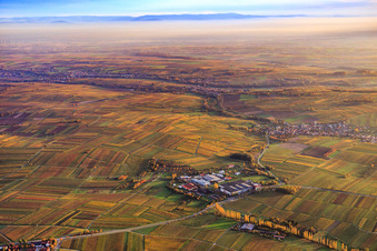 Großkelterei Kleine Kalmit zwischen herbstlich verfärbten Weinbergen in Ilbesheim bei Landau im Bundesland Rheinland-Pfalz, Deutschland