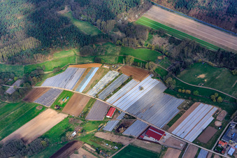 Spargelanbau unter Folien am Atzelhof in Dudenhofen im Bundesland Rheinland-Pfalz, Deutschland