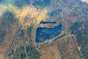Froschweiher im Wald in Speyer im Bundesland Rheinland-Pfalz, Deutschland