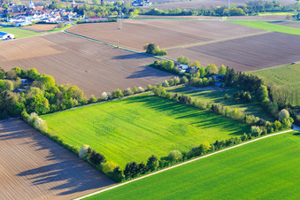 Koppel von Trakehner-Friedrich in Minfeld im Bundesland Rheinland-Pfalz, Deutschland