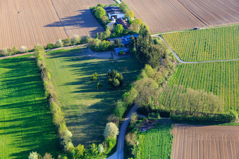 Luftaufnahme von Koppel von Trakehner-Friedrich in Minfeld im Bundesland Rheinland-Pfalz, Deutschland