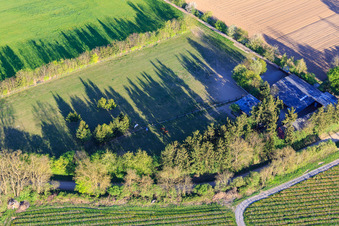 Koppel von Trakehner-Friedrich in Minfeld im Bundesland Rheinland-Pfalz, Deutschland aus der Luft