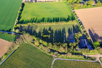Koppel von Trakehner-Friedrich in Minfeld im Bundesland Rheinland-Pfalz, Deutschland vom Flugzeug aus
