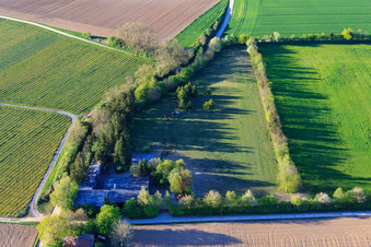 Koppel von Trakehner-Friedrich in Minfeld im Bundesland Rheinland-Pfalz, Deutschland aus der Vogelperspektive