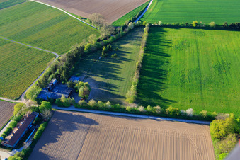 Drohnenaufname von Koppel von Trakehner-Friedrich in Minfeld im Bundesland Rheinland-Pfalz, Deutschland
