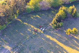 Koppel von Trakehner-Friedrich in Minfeld im Bundesland Rheinland-Pfalz, Deutschland aus der Drohnenperspektive