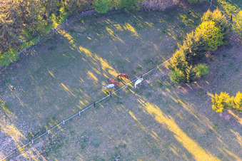 Koppel von Trakehner-Friedrich in Minfeld im Bundesland Rheinland-Pfalz, Deutschland von einer Drohne aus