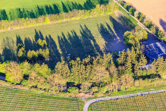 Koppel von Trakehner-Friedrich in Minfeld im Bundesland Rheinland-Pfalz, Deutschland von der Drohne aus gesehen
