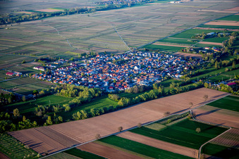 Dorf - Ansicht am Rande von landwirtschaftlichen Feldern und Nutzflächen in Venningen im Bundesland Rheinland-Pfalz, Deutschland