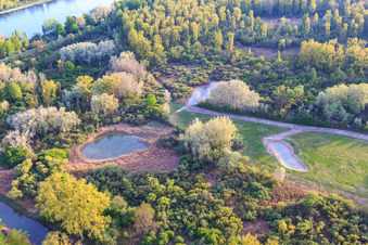 Naturschutzgebiet Rheinauen Réserve biologique dirigée de Lauterbourg im Bundesland Bas-Rhin, Frankreich