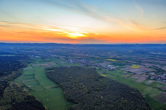 Viestrich am Bienwaldrand von Osten in Freckenfeld im Bundesland Rheinland-Pfalz, Deutschland
