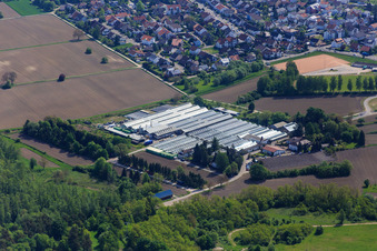 Geranien Endisch in Hagenbach im Bundesland Rheinland-Pfalz, Deutschland