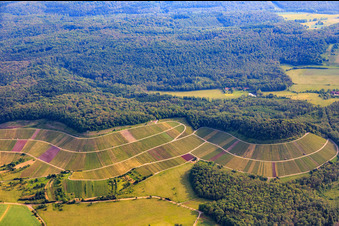 Weinbergs- Landschaft "Wilder Fritz" am Diefenbacher Mettenberg und Mandelblütenpfad Diefenbach in Sternenfels im Bundesland Baden-Württemberg, Deutschland