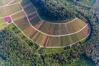 Weinbergs- Landschaft "Wilder Fritz" in Sternenfels im Ortsteil Diefenbach im Bundesland Baden-Württemberg, Deutschland
