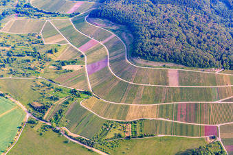 Luftbild von Weinbergs- Landschaft "Wilder Fritz" in Sternenfels im Ortsteil Diefenbach im Bundesland Baden-Württemberg, Deutschland