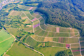 Luftaufnahme von Weinbergs- Landschaft "Wilder Fritz" am Diefenbacher Mettenberg und Mandelblütenpfad Diefenbach in Sternenfels im Bundesland Baden-Württemberg, Deutschland