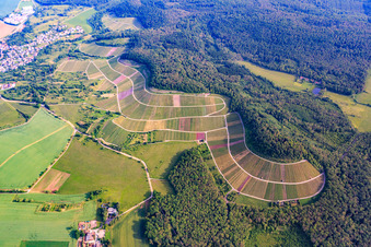 Schrägluftbild von Weinbergs- Landschaft "Wilder Fritz" am Diefenbacher Mettenberg und Mandelblütenpfad Diefenbach in Sternenfels im Bundesland Baden-Württemberg, Deutschland
