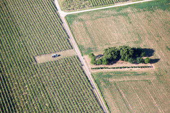 Billigheim-Ingenheim im Bundesland Rheinland-Pfalz, Deutschland