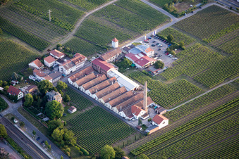 Felder einer Weinbergs- Landschaft rund um Weingut Albert Götz KG im Ortsteil Bordmühle in Kirrweiler (Pfalz) im Bundesland Rheinland-Pfalz, Deutschland